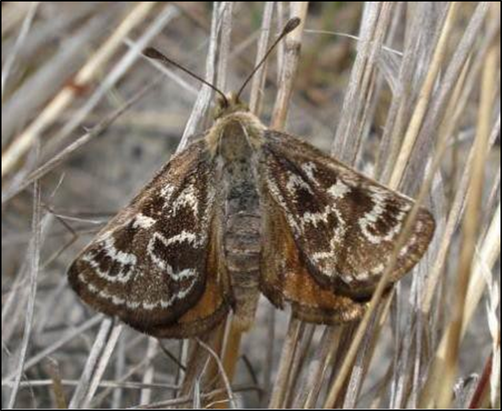 close up image of Golden Sun Moth 