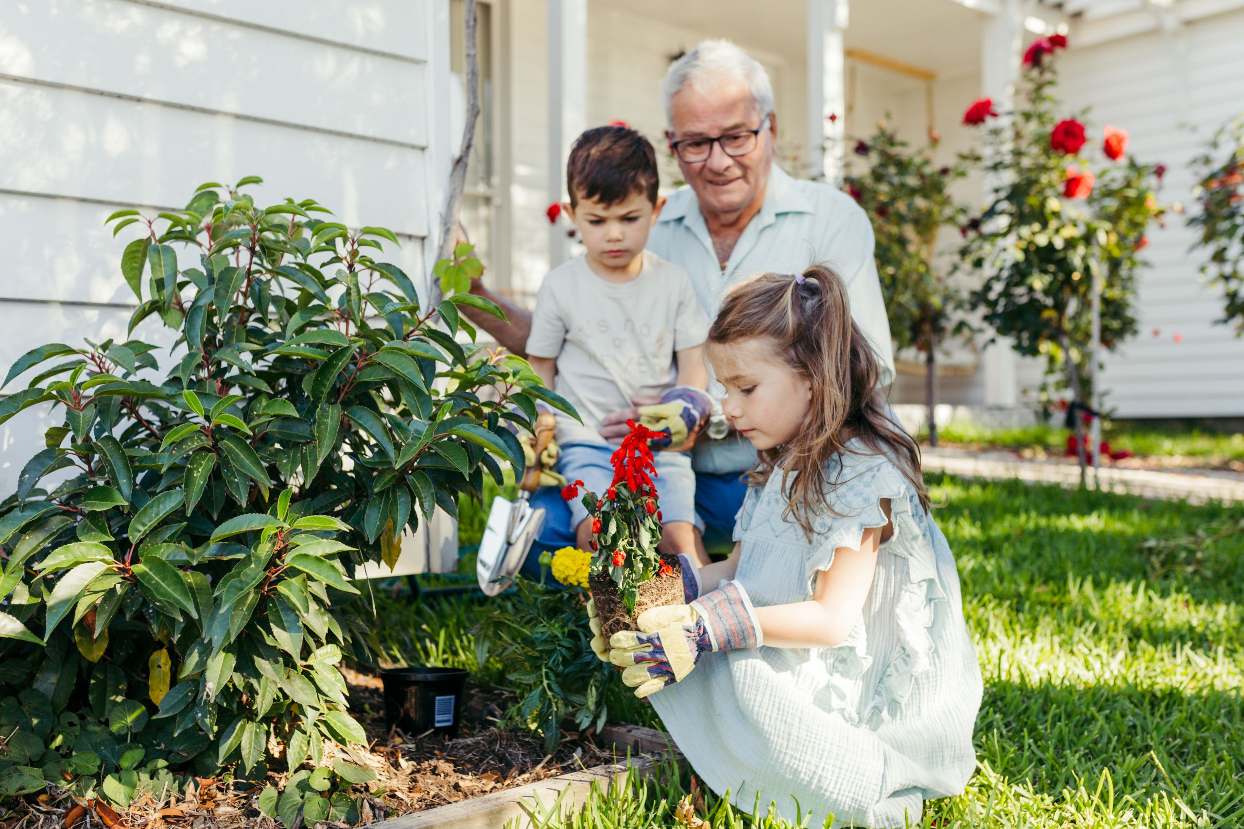 Grandfather gardening with his grandchildren