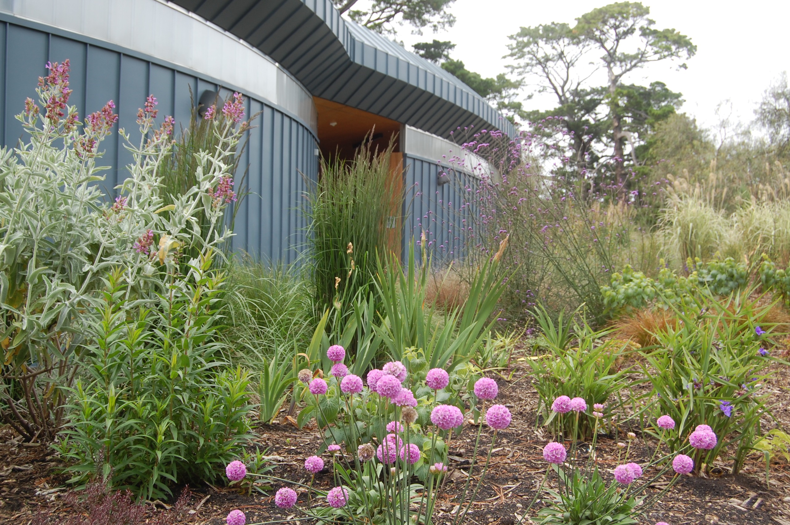 Flowers at the Geelong Botanic Gardens