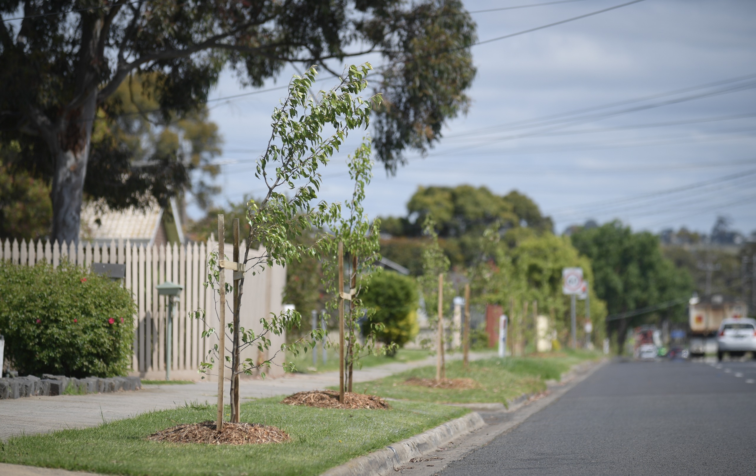 Nature Strip Guidelines Community Consultation Have Your Say